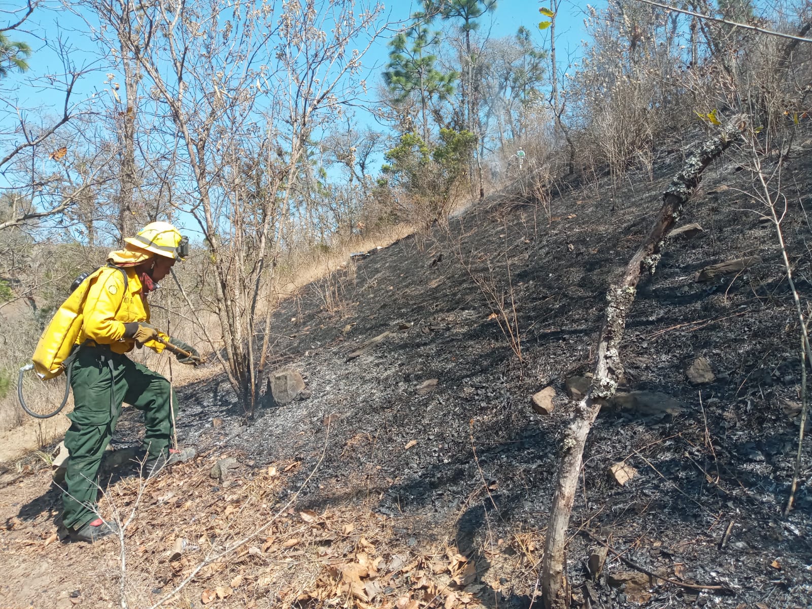 Conred reporta 6 mil hectáreas consumidas por incendios forestales