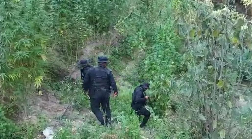 Erradican plantaciones de marihuana valorada en más de 13 millones de quetzales