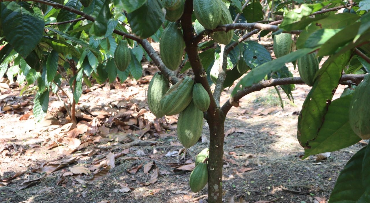 MAGA apoya a productores de cacao en Petén