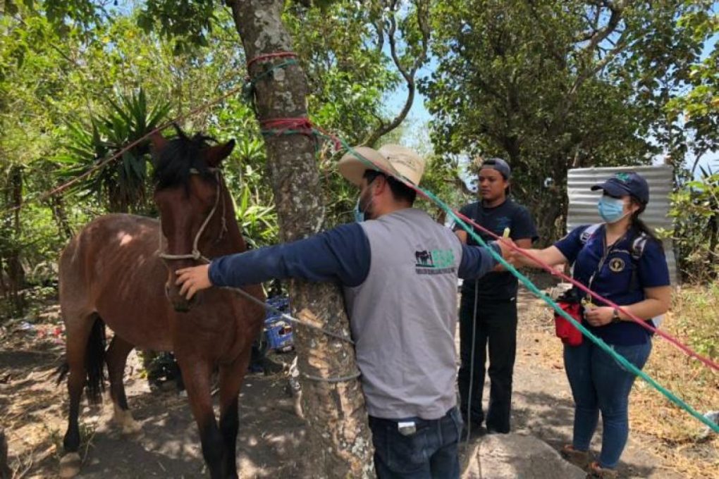 Preparan simulacro para el 6 de mayo para salvaguardar a los animales en desastres naturales
