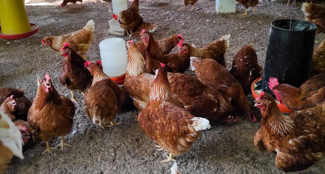 MAGA promueve la producción avícola y porcina de traspatio en Petén