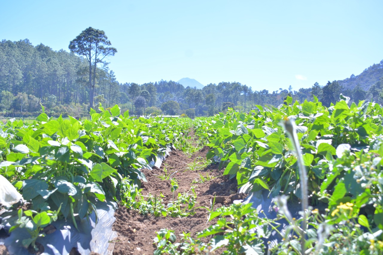 Emiten recomendaciones para el sector agropecuario por ola de calor