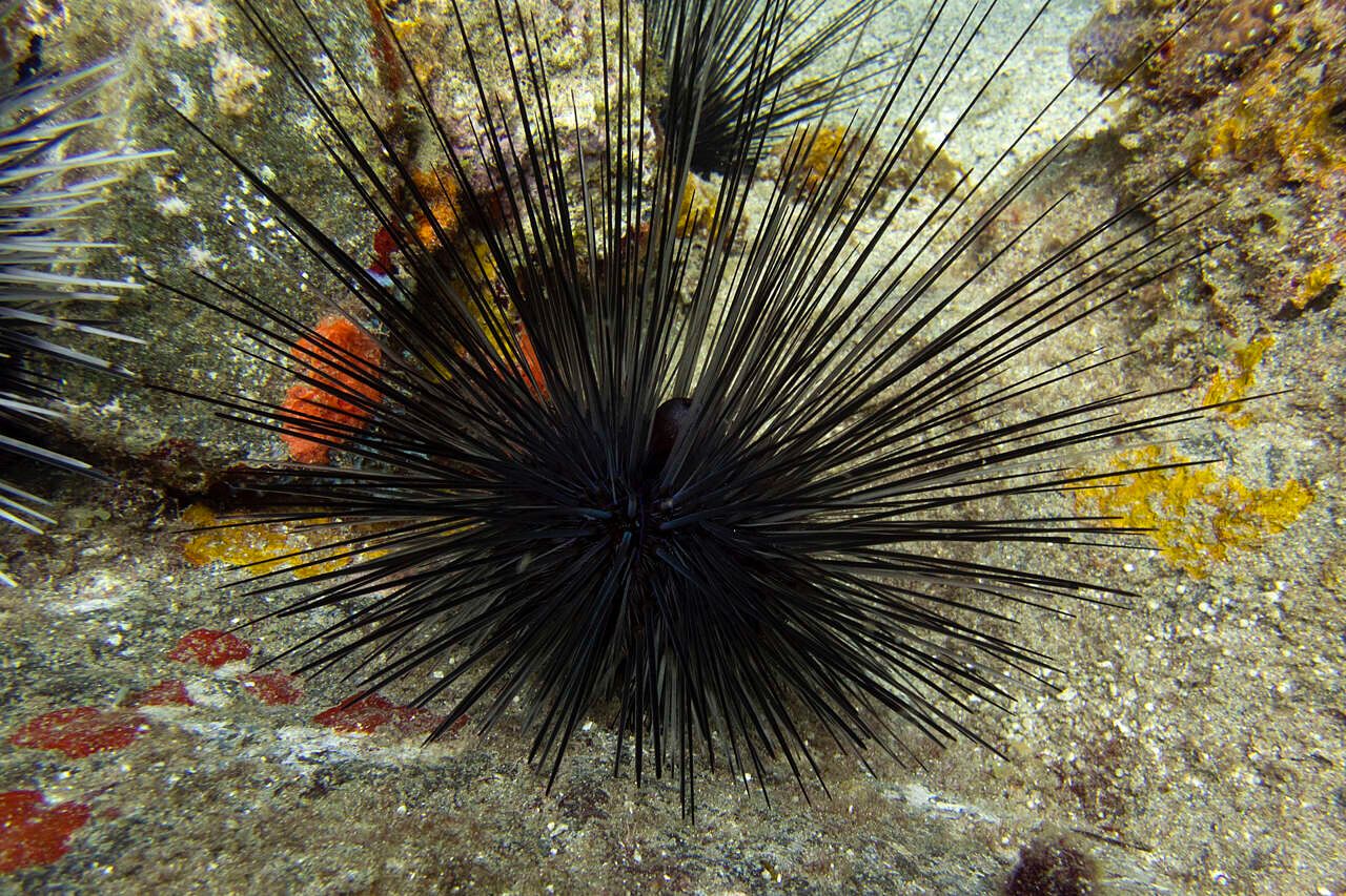 Mueren cientos de erizos Diadema en el Caribe