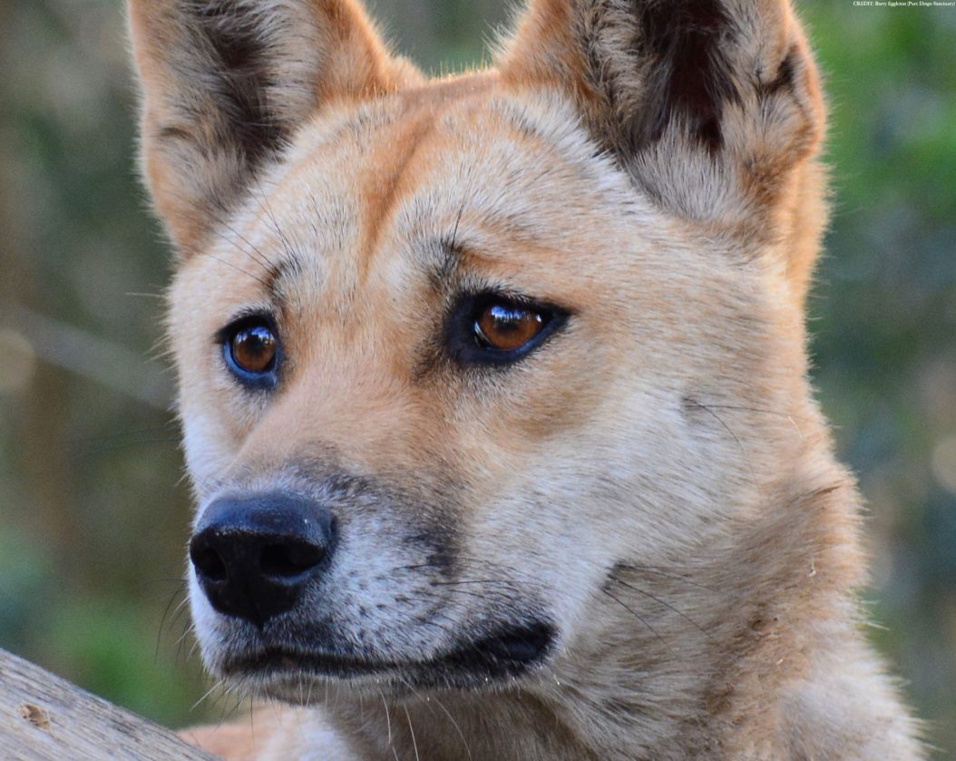 El dingo australiano se separó genéticamente de los perros por su aislamiento