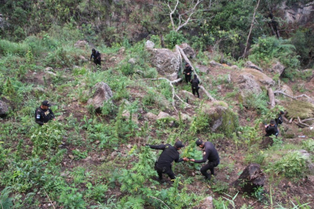 Erradican matas de marihuana valoradas en más de 139 millones de quetzales