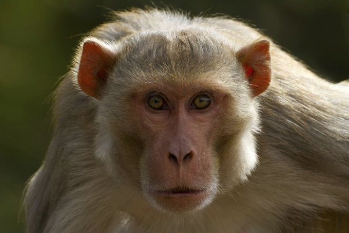 Los monos rhesus pueden percibir sus propios latidos