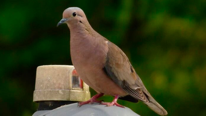 Aves evitan ingerir alimentos tratados con insecticida, revela estudio