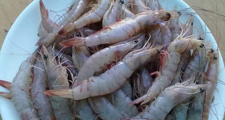 Socializan veda de pesca de camarón en Izabal