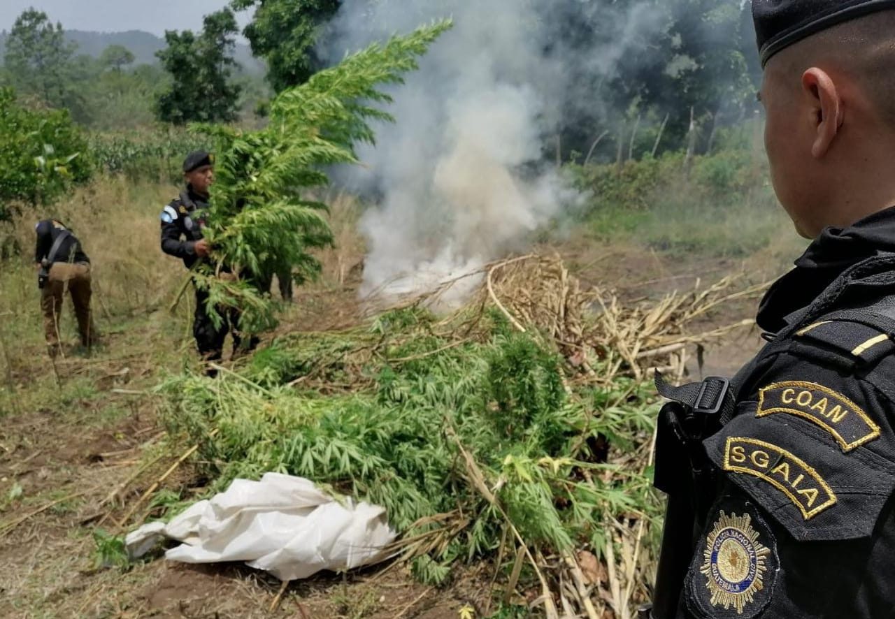 Erradican plantaciones de marihuana valoradas en más de 26 millones de quetzales