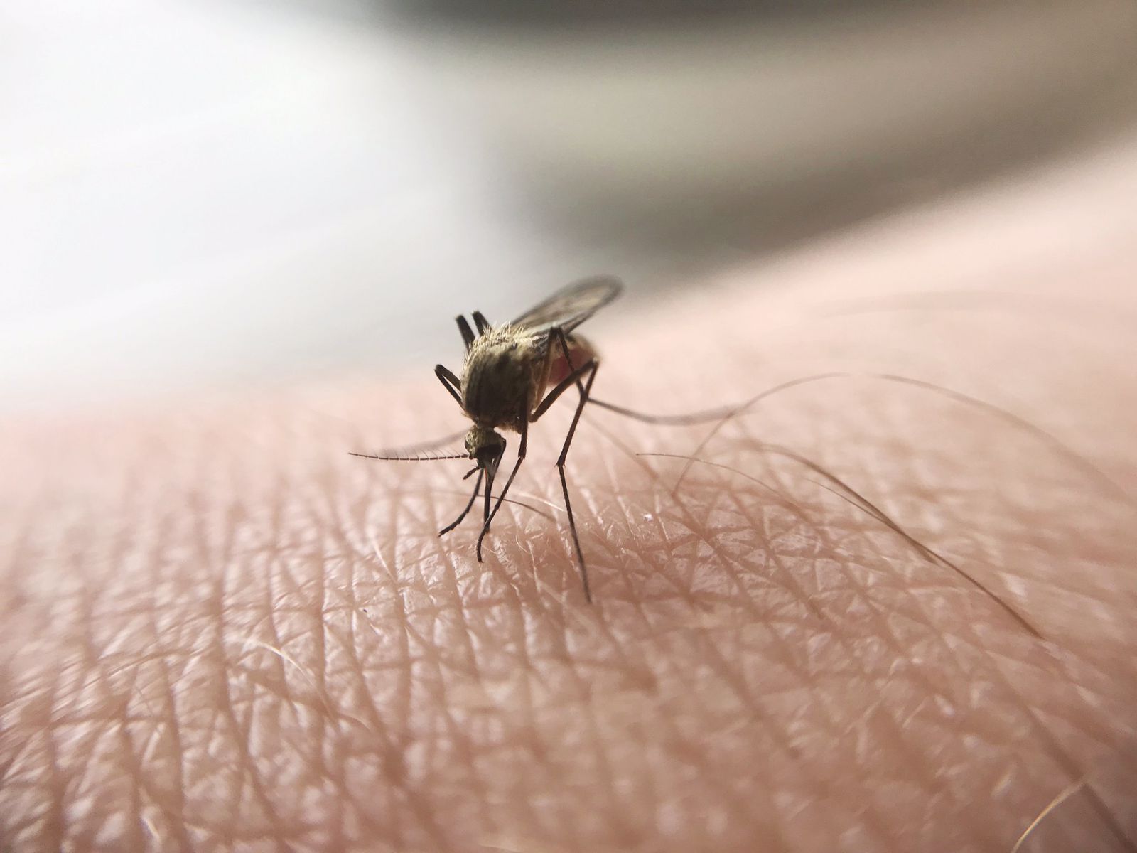 Ejército y Salud toman medidas preventivas para combatir enfermedades por mosquitos