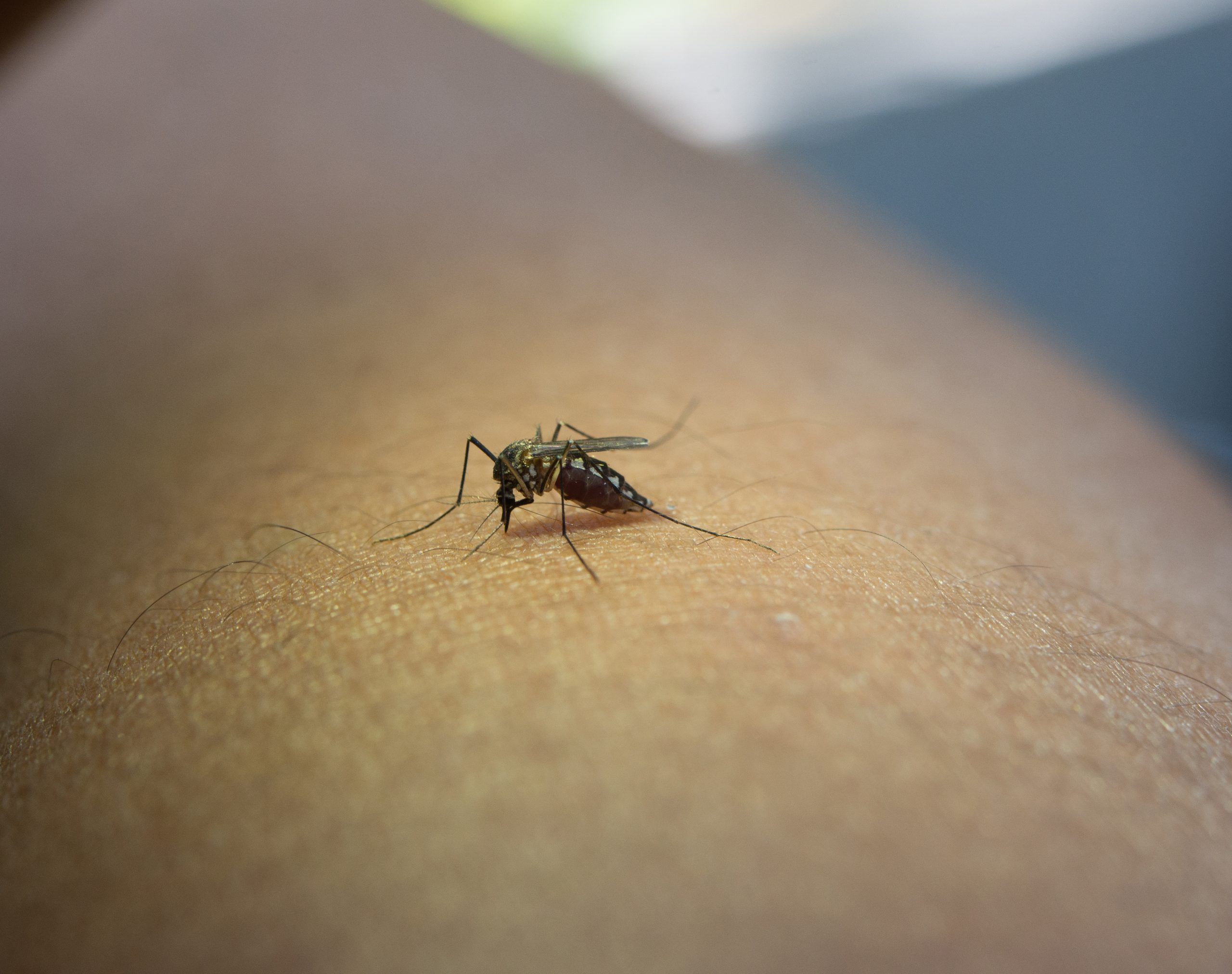 Emiten recomendaciones para prevenir el zika