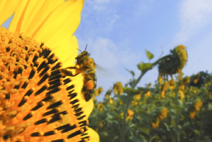 ABEJAS AYUDAN A LA POLINIZACIÓN