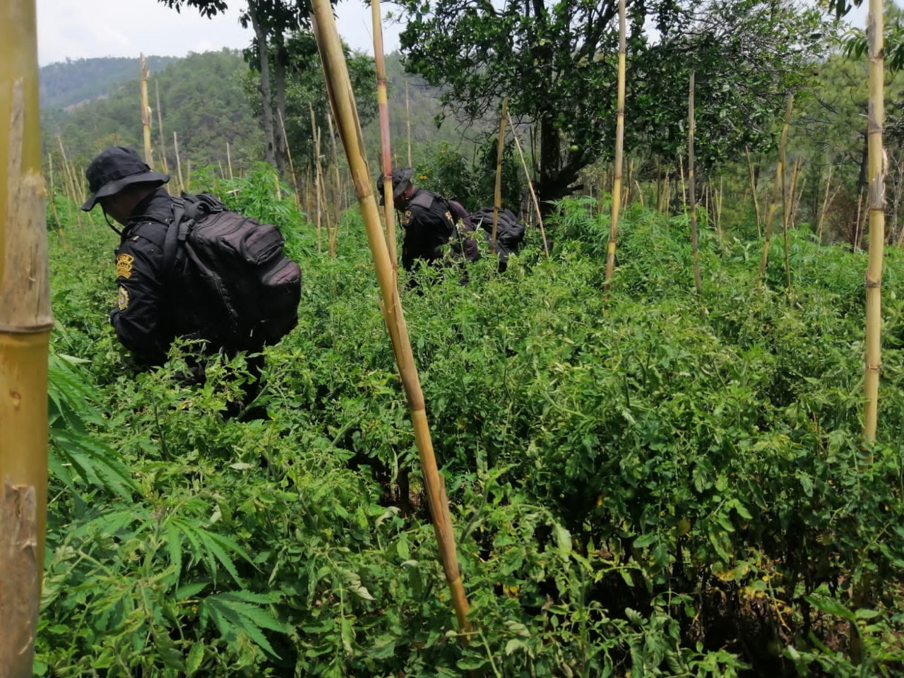 ERRADICAN MARIHUANA EN TOTONICAPÁN