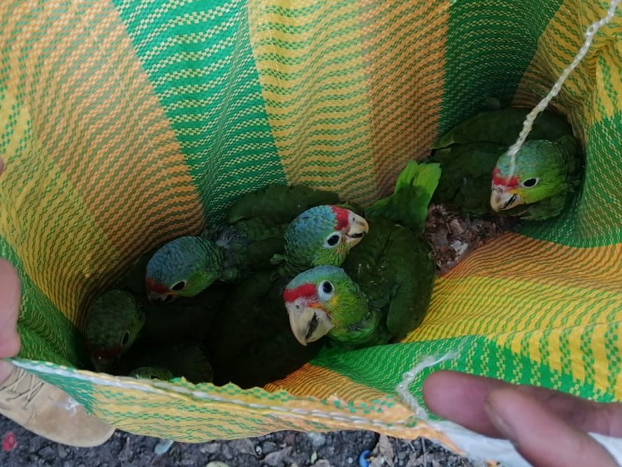 Rescatan a loros cachete amarillo del comercio ilegal de especies