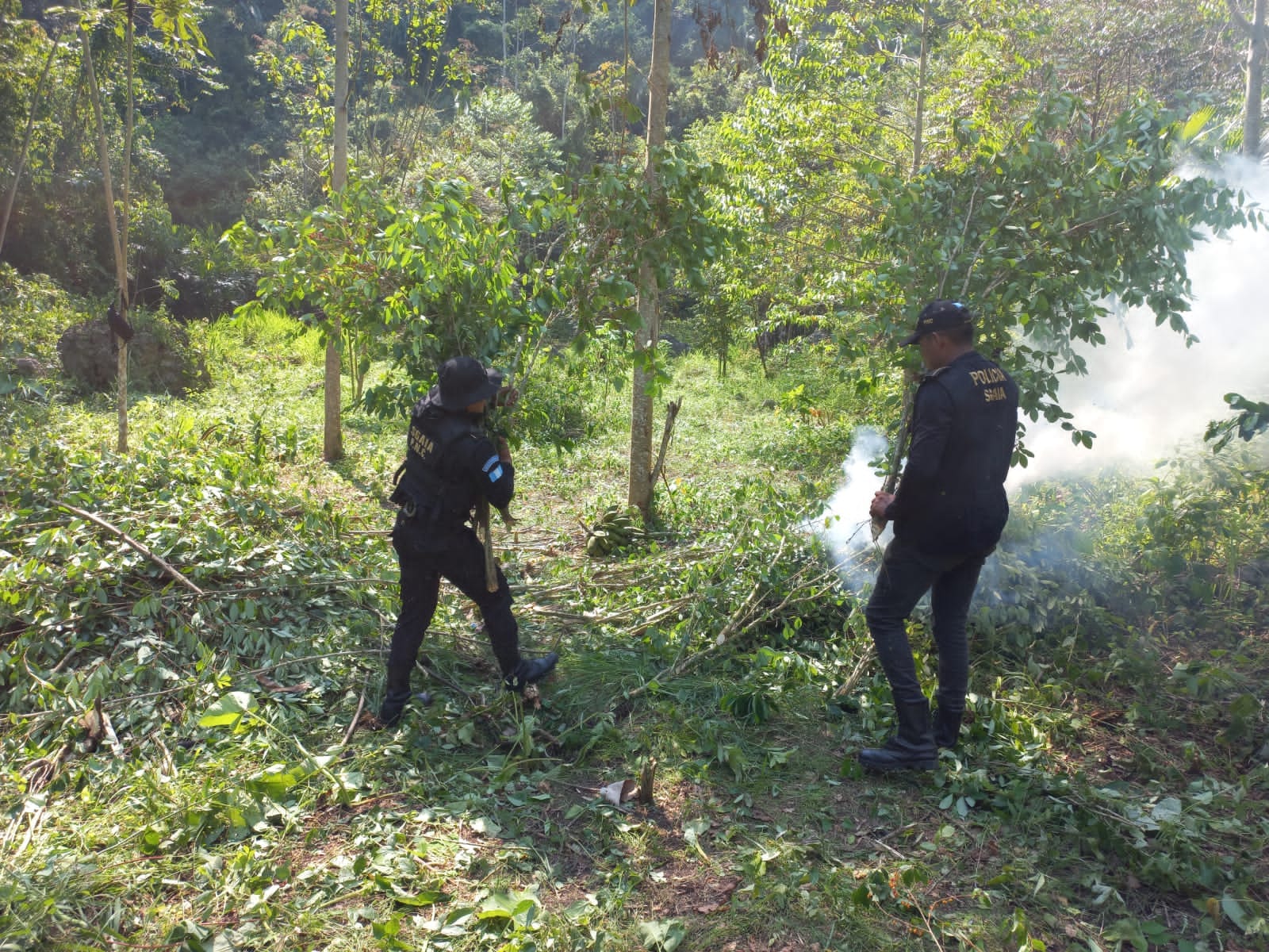 Agentes antinarcóticos erradican 112 mil 500 arbustos de hoja de coca