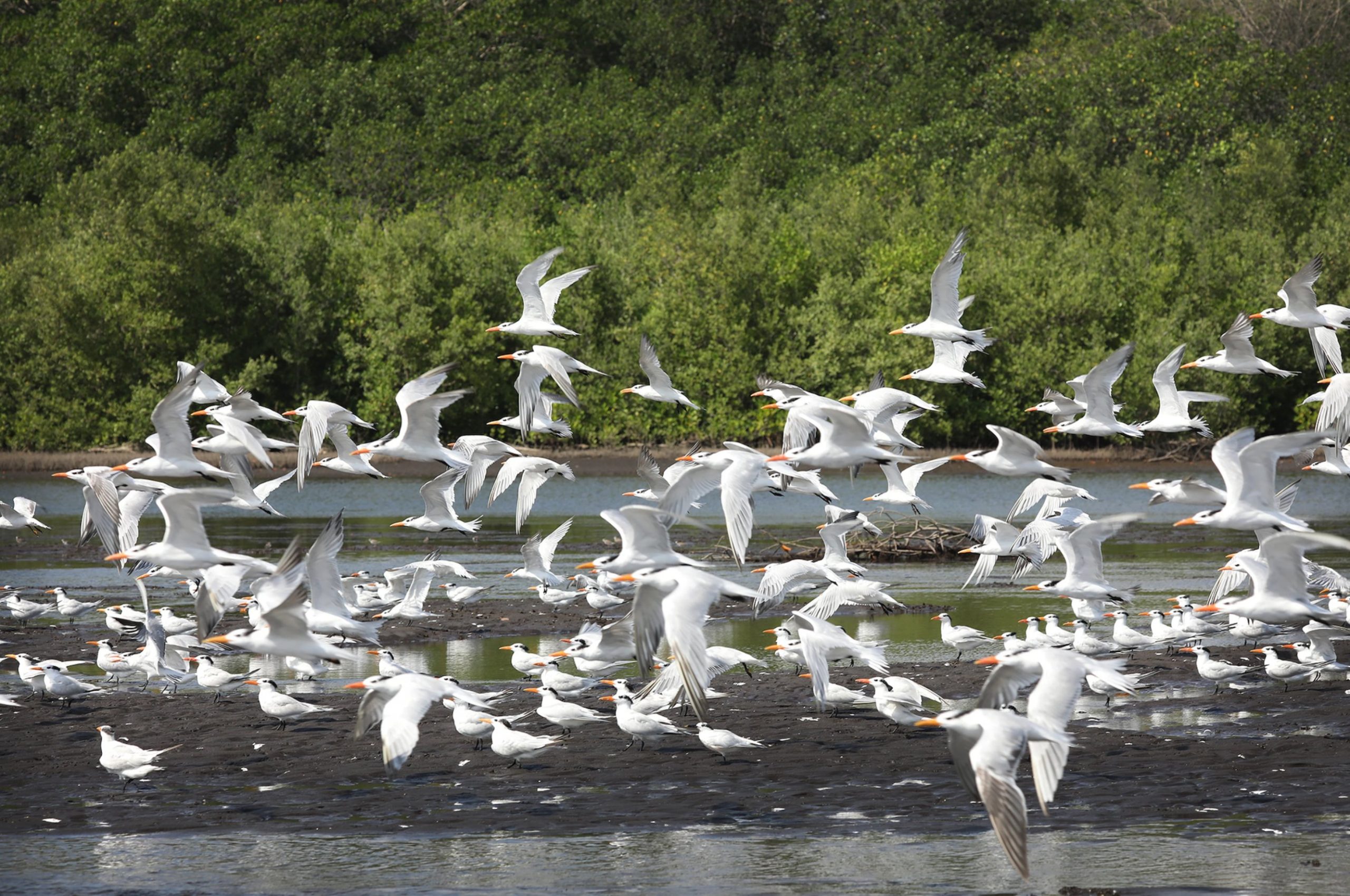 Conap hace un llamado a la conservación de aves migratorias