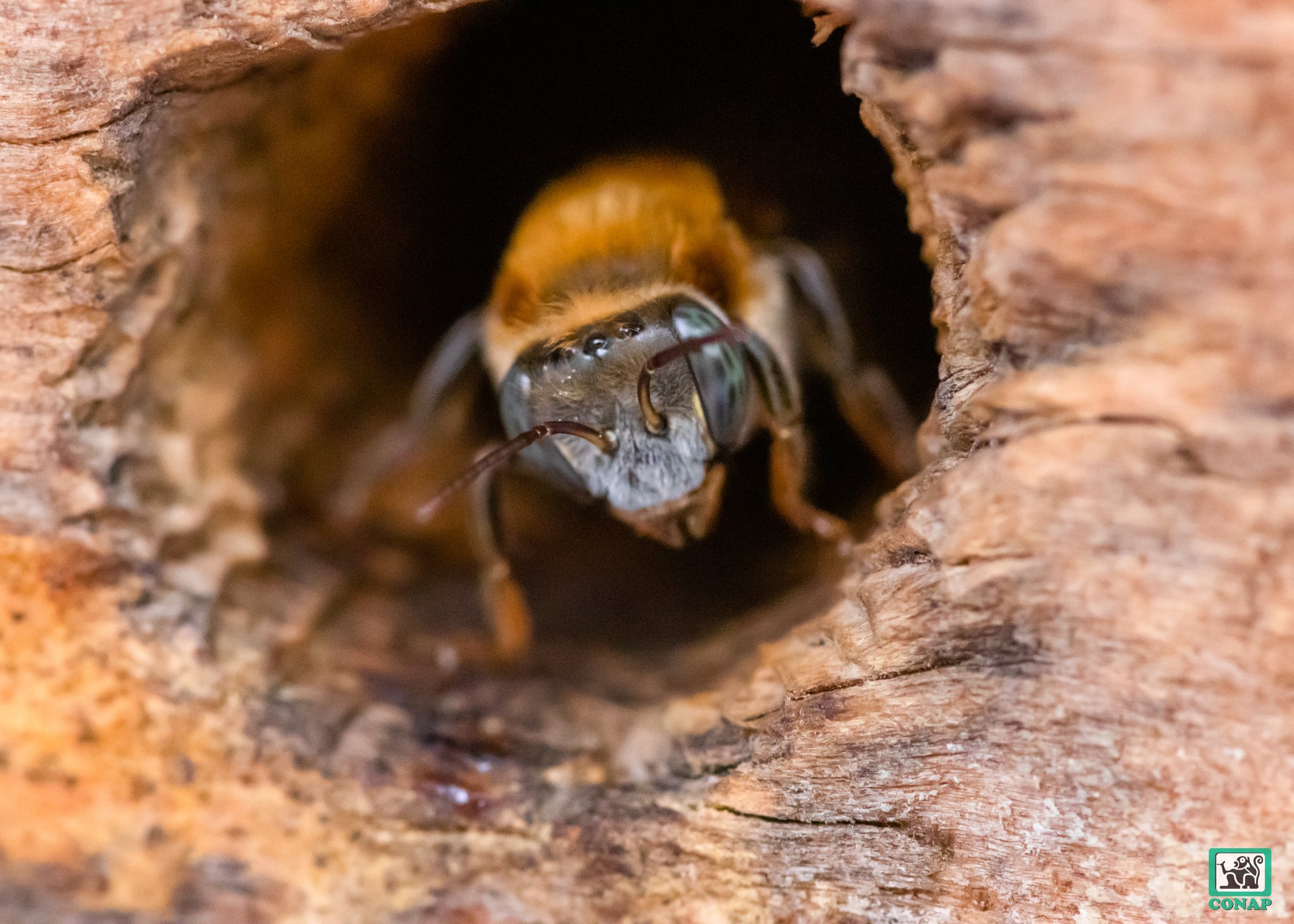 Guatemala celebra el Día Mundial de las Abejas