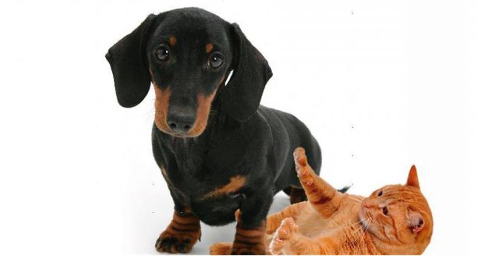 Conred comparte información de kits para mascotas por época de lluvia