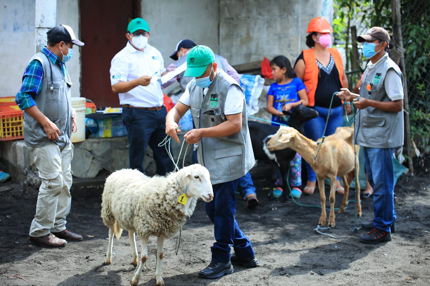 Efectúan simulacro para resguardar animales durante desastres