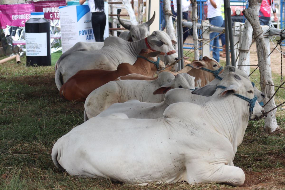 Petén celebra primer tianguis ganadero