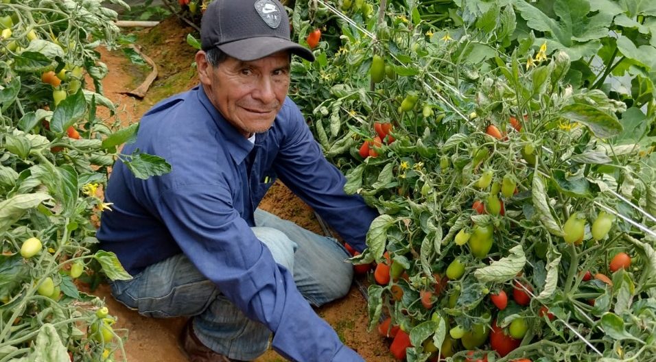 Red de Productores de Concepción Tutuapa contribuye al Programa de Alimentación Escolar
