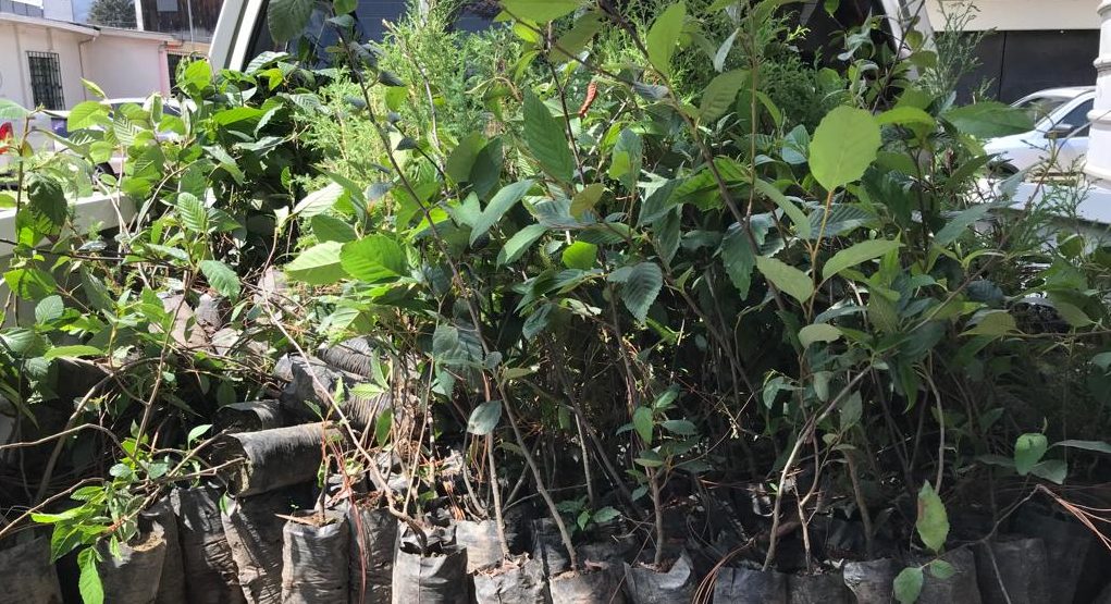 Donación de plantas forestales contribuye a recuperación de áreas depredadas en San Marcos