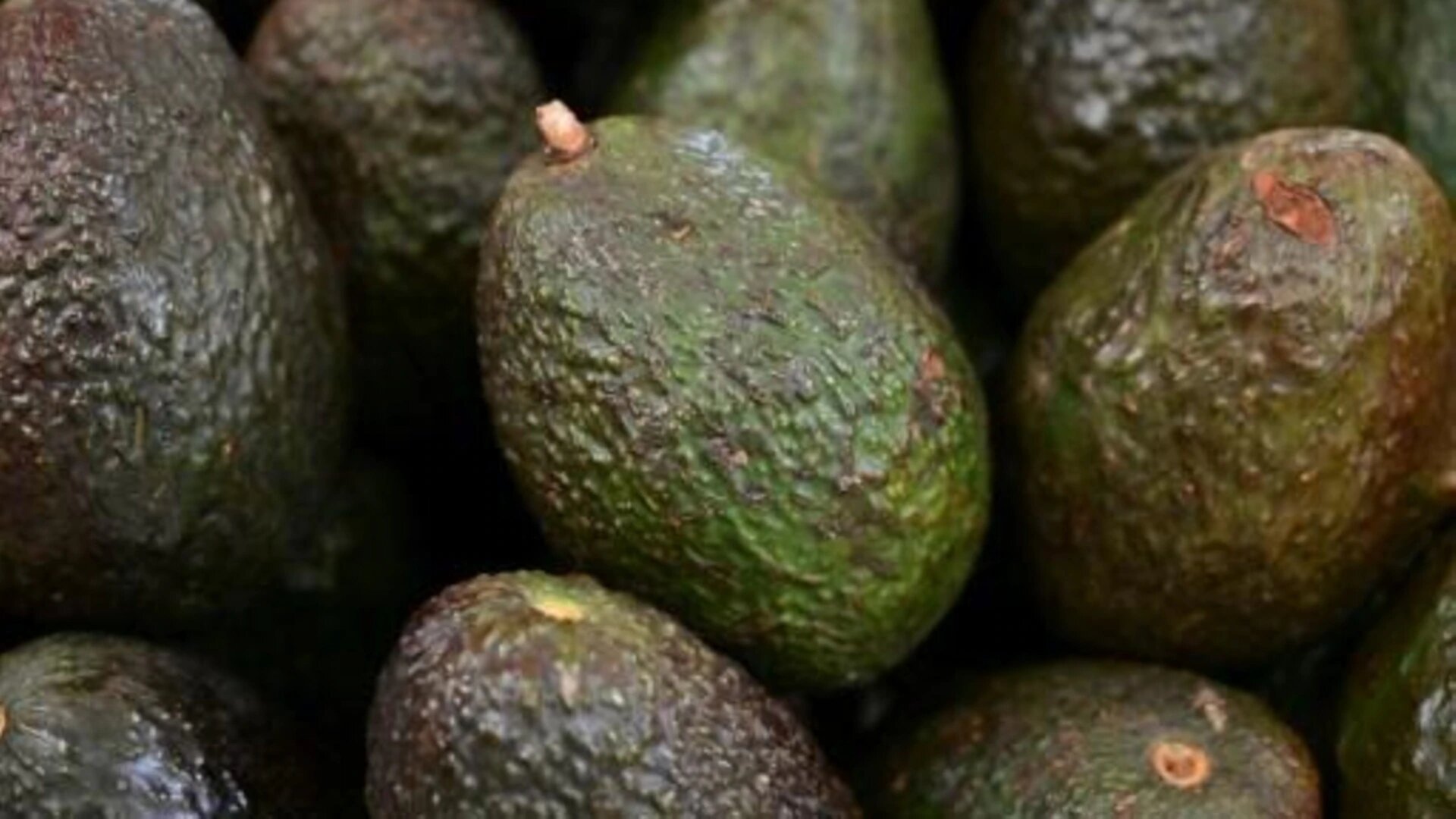 Estados Unidos abre su mercado para el aguacate ecuatoriano