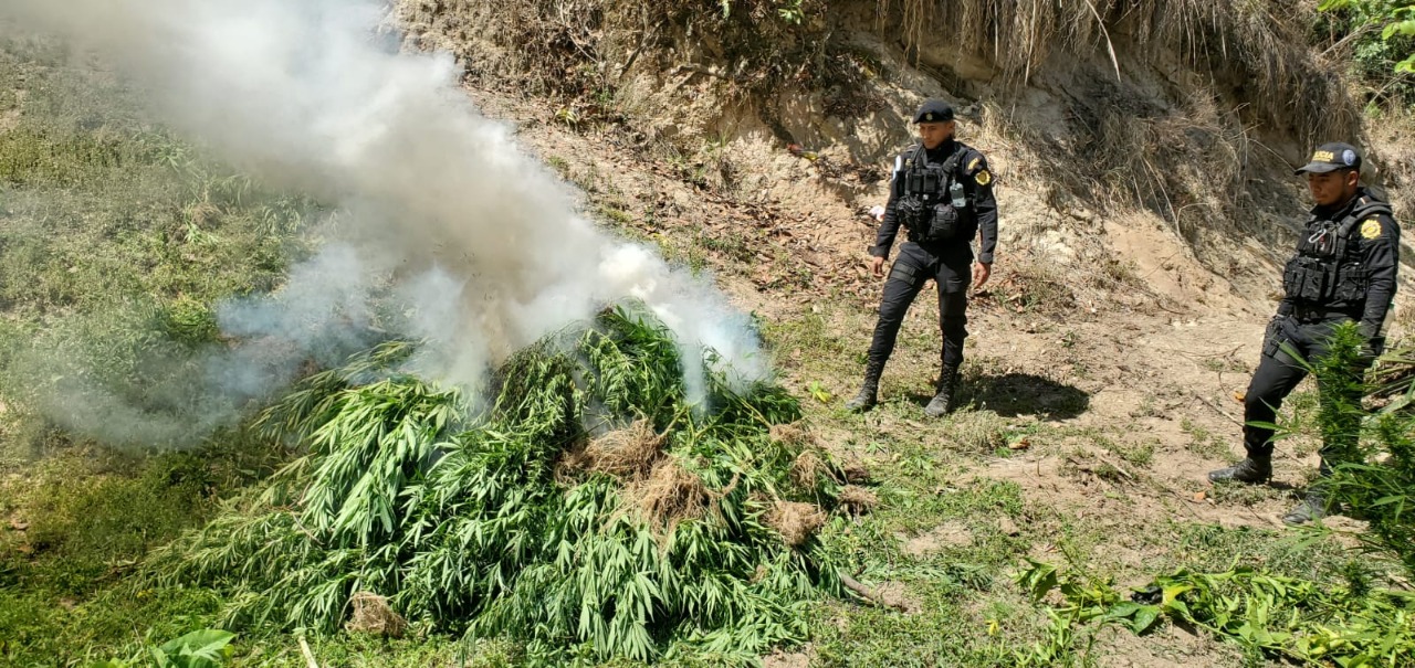 Erradican más de 11 mil matas de marihuana