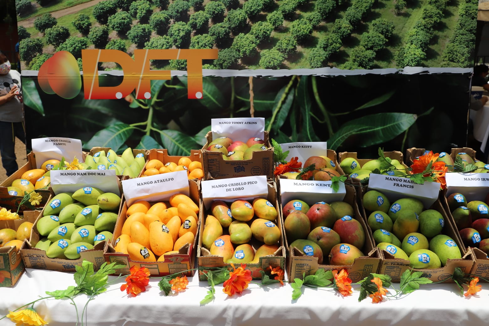 Llevan a cabo el tercer Festival del Mango