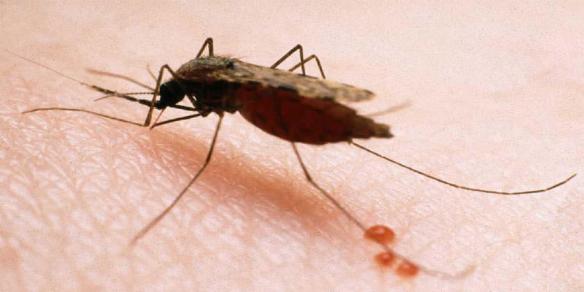 Capacitan a comunidades de Alta Verapaz para prevenir la malaria