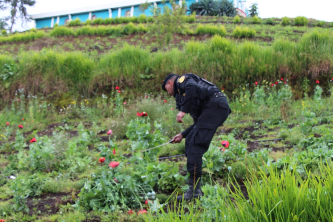 Destruyen plantaciones ilícitas por estado de sitio