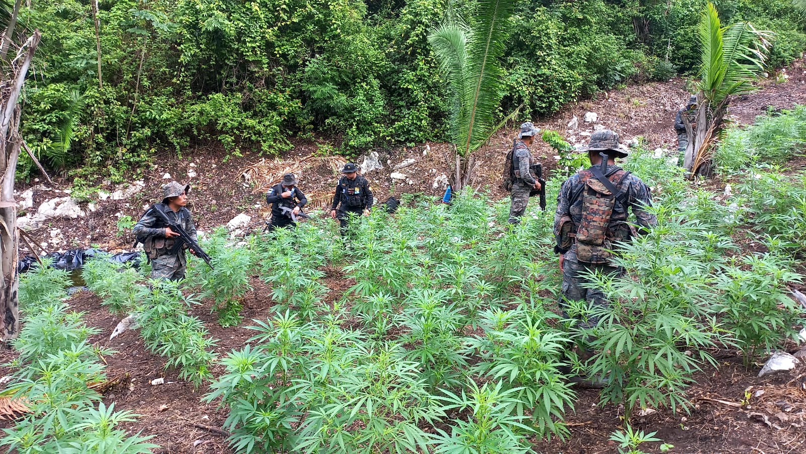 Más de 130 mil matas de marihuana erradicadas en Petén