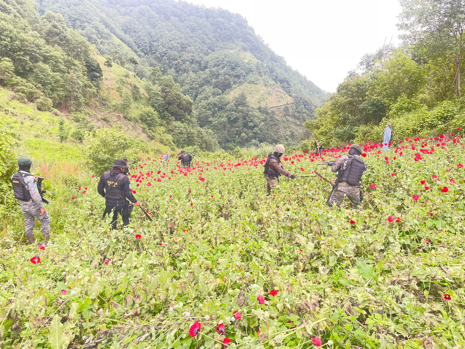Errradican plantación de amapola