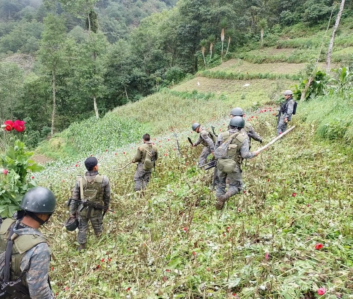 Erradican más de 280 mil matas de amapola en San Marcos