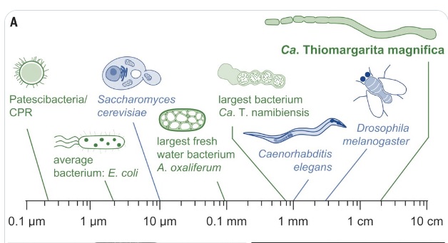 La bacteria más grande del mundo desafía principios de la biología
