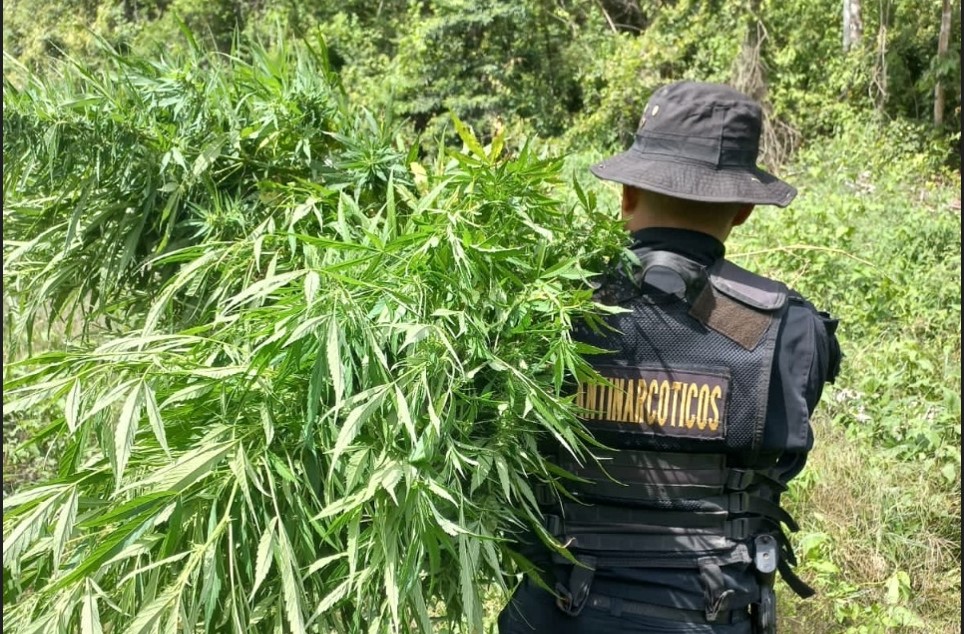 Erradican matas de marihuana valoradas en cerca de 7 millones de quetzales