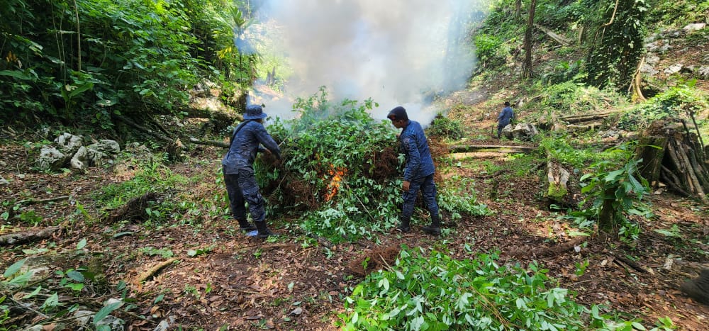 Incineran más de 600 mil arbustos de coca en Izabal