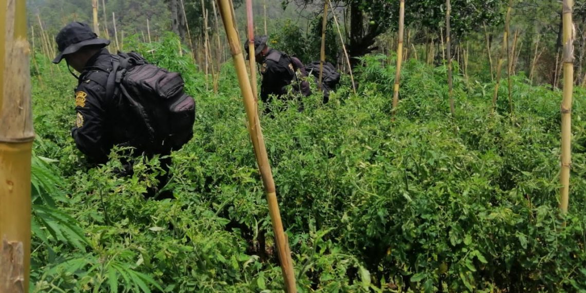 Este año se han destruido plantaciones ilícitas por más de 890 millones de quetzales