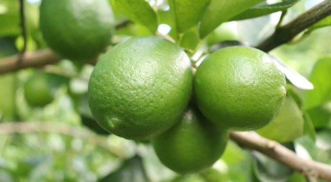 Productores de limón se capacitan en la detección de plagas