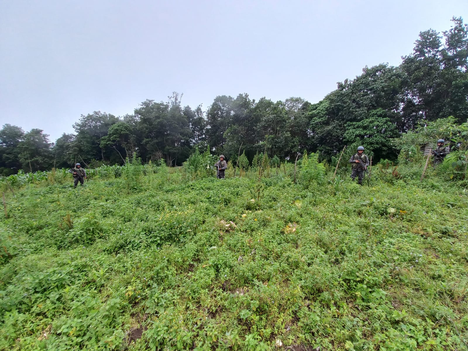 Erradican plantaciones de marihuana y amapola