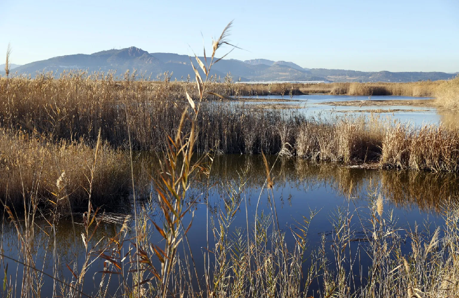 Culpan a humedales de aumento de emisión de gases de efecto invernadero en 2020.