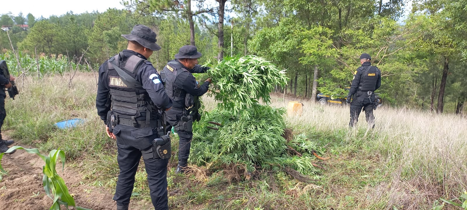 Erradican más de 18 mil matas de marihuana en Huehuetenango