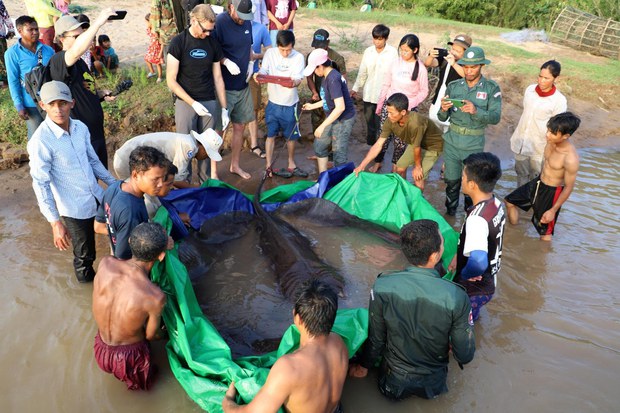 Descubren el pez de agua dulce más grande del mundo en Camboya