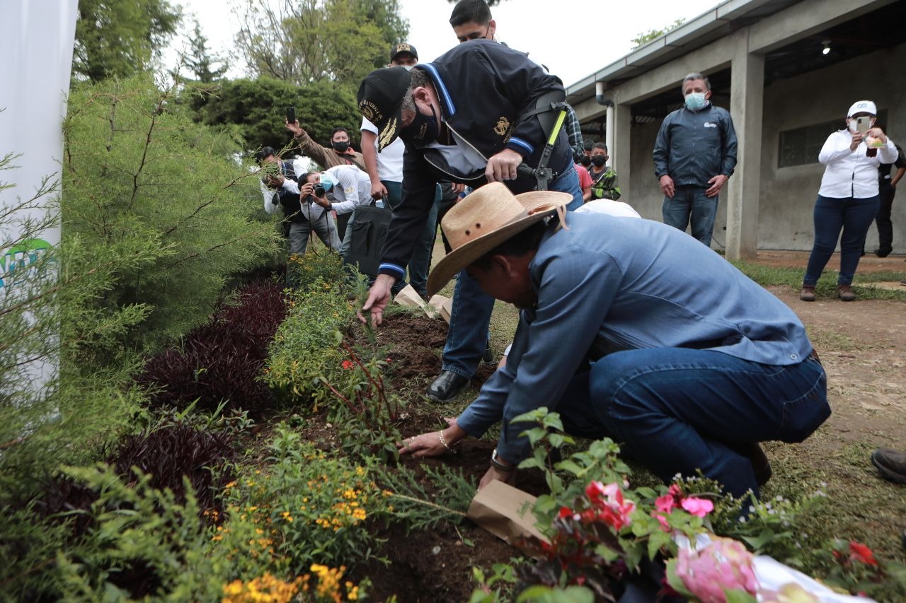 Se espera plantar más de 5 millones de árboles en Guatemala.