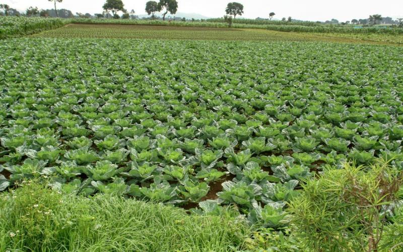 Fonagro apoya proyectos productivos