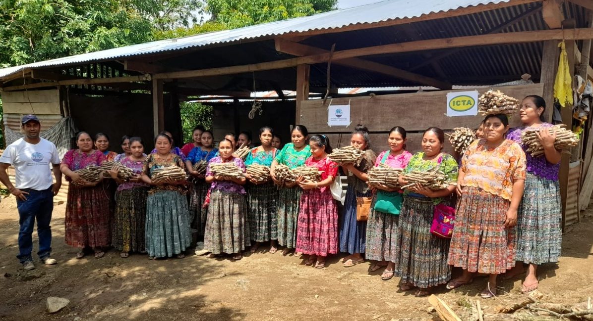 MAGA promueve cultivo de yuca resistente a la sequía en Alta Verapaz