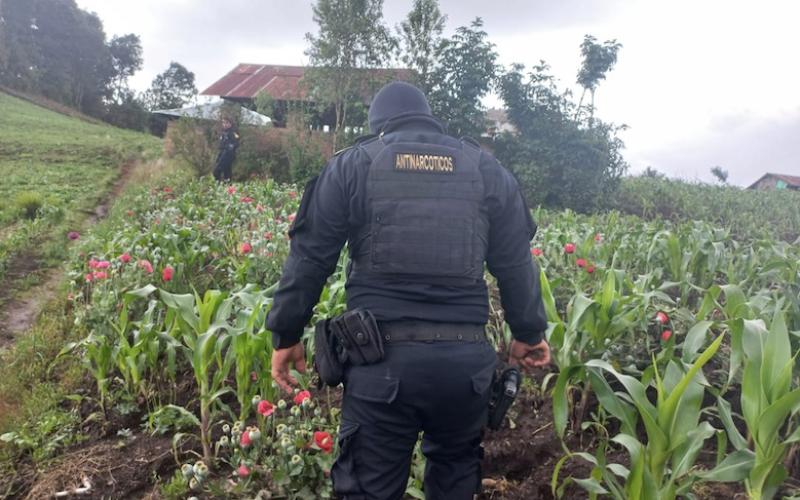 Agentes antinarcóticos erradican más de 6 mil plantas de marihuana