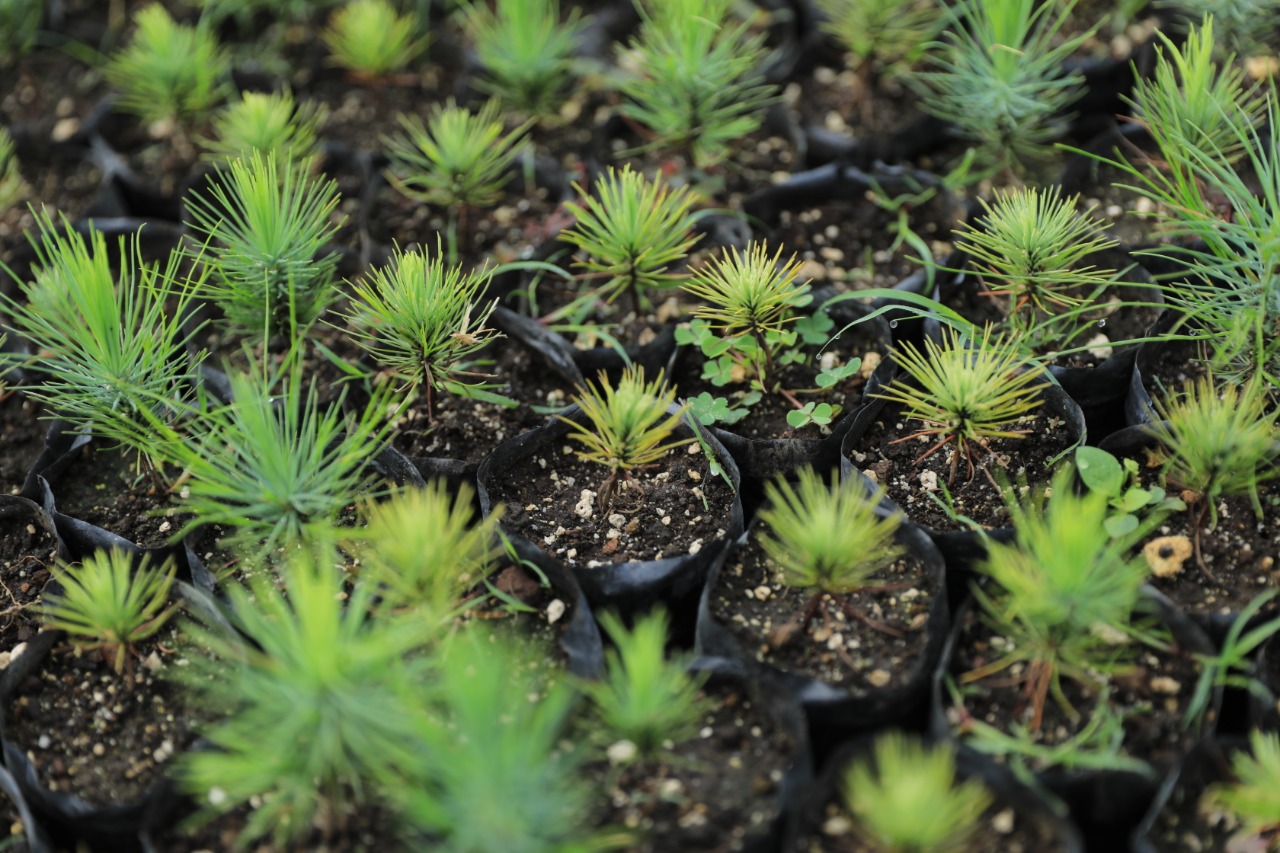 Cuidado del medio ambiente a través de la reforestación