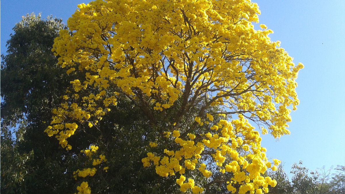 Un compuesto modificado de un árbol como posible terapia de la leucemia