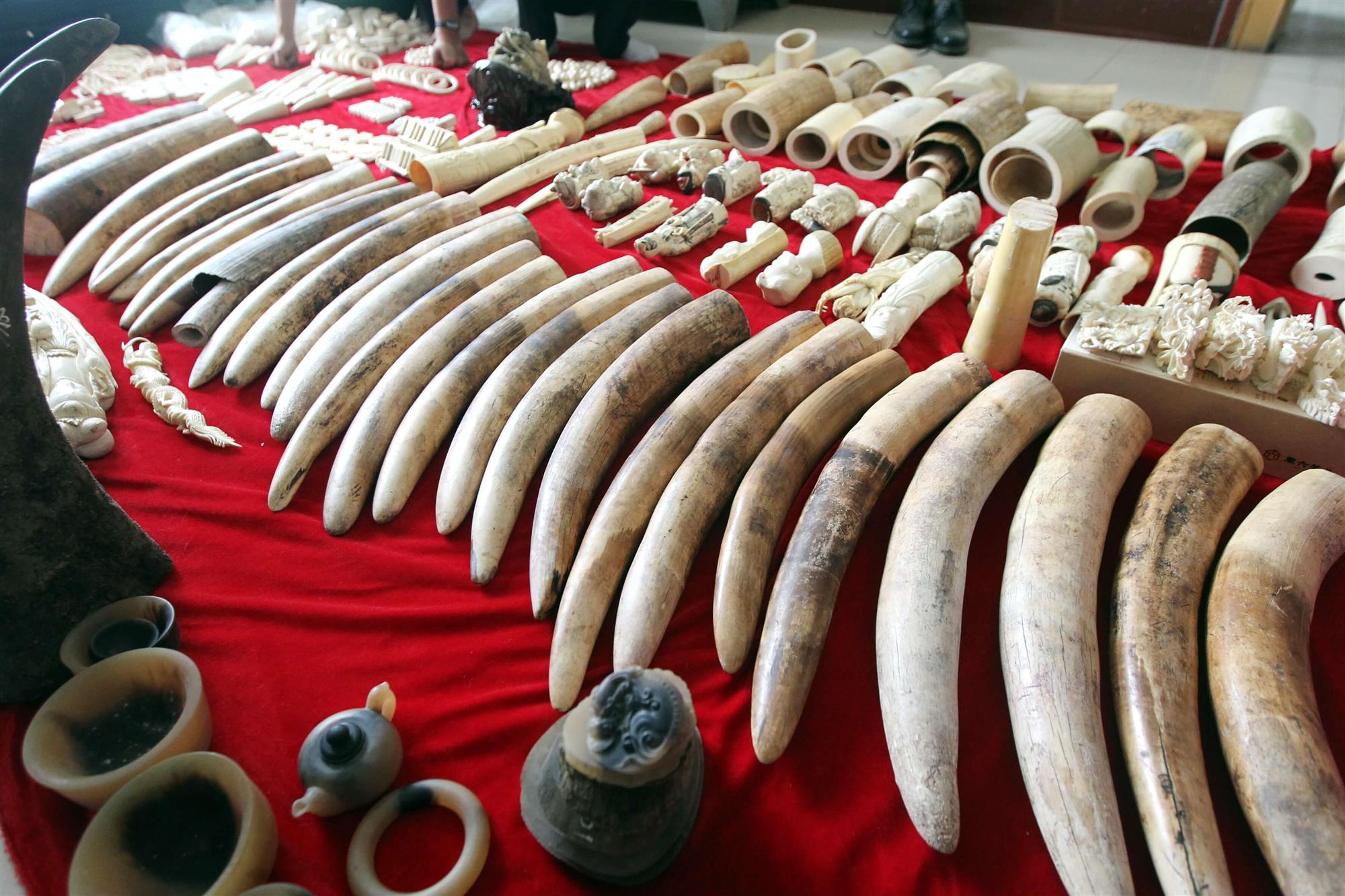 Reino Unido prohíbe importación y comercio de artículos de marfil